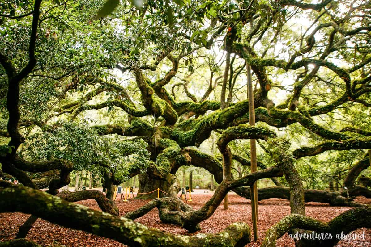 Best Things to Do in Charleston, South Carolina in 2024 (from a local)
